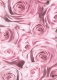 Transparentpapier Rosen, rosa, 115 g, DIN A 4, 1 Blatt