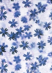 Transparentpapier Flora, Blümchen, 115 g, 50 x 61 cm, 1 Rolle