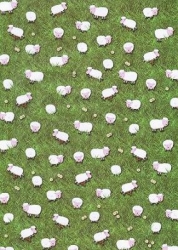 Transparentpapier Frühlingserwachen Schäfchen, 115 g, 50 x 61 cm, 1 Rolle
