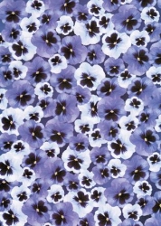 Transparentpapier Flora, Stiefmütterchen, 115 g, DIN A 4, 1 Blatt